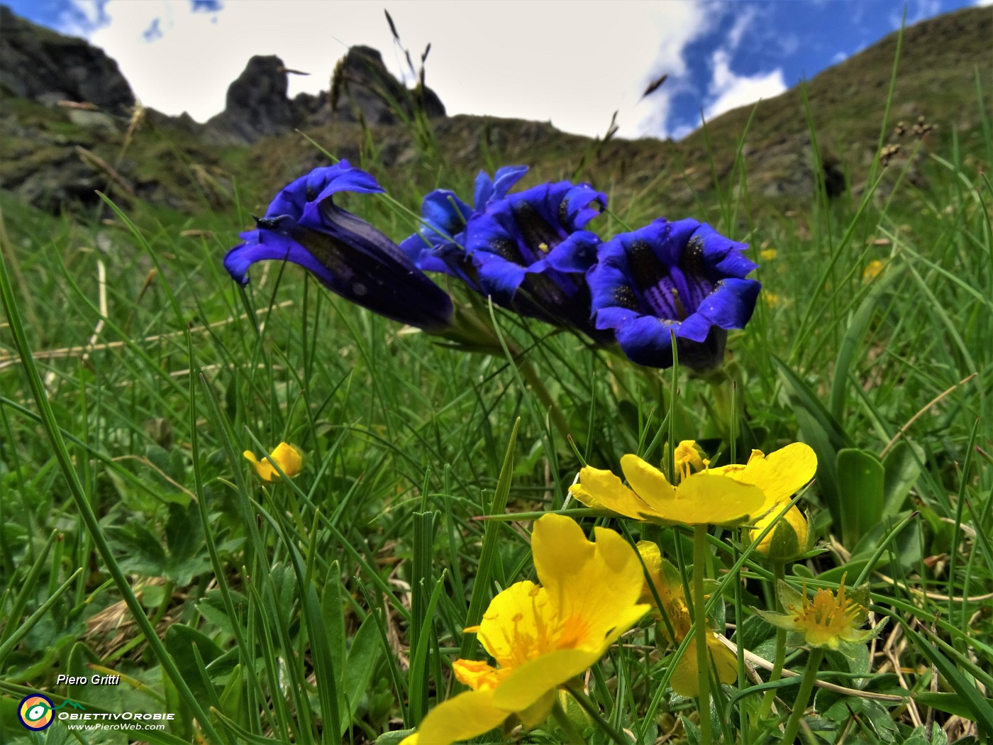 38 Gentiana acaulis (Genziana di Koch) con Valletto.JPG